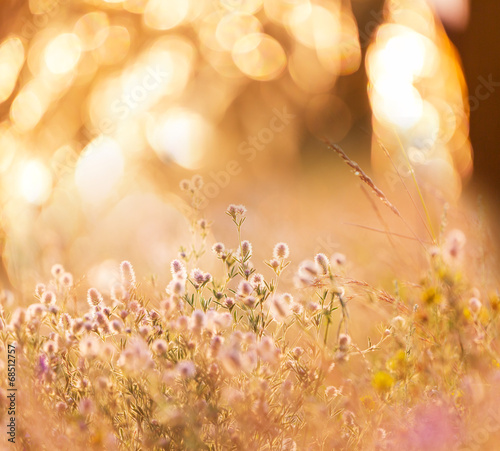 Flowers meadow © Galyna Andrushko