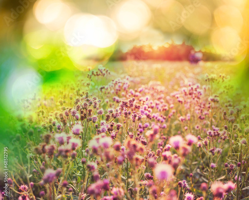 Fototapeta Naklejka Na Ścianę i Meble -  Flowers meadow