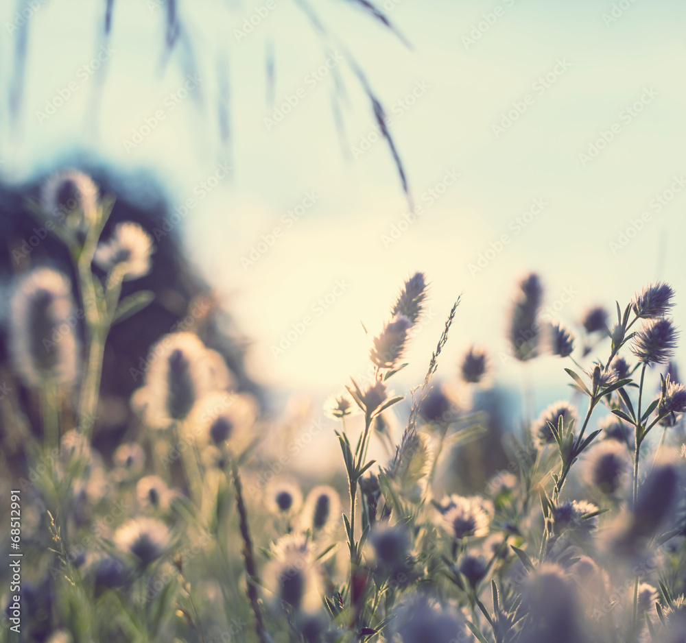 Fototapeta premium Meadow