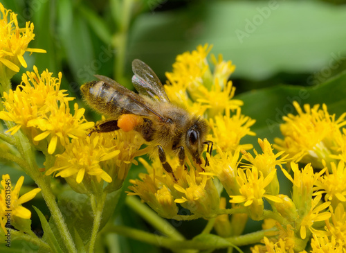Honigbiene seitlich, gelbe Dolden