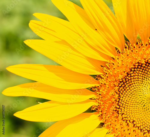 Sunflower © Photo Gallery