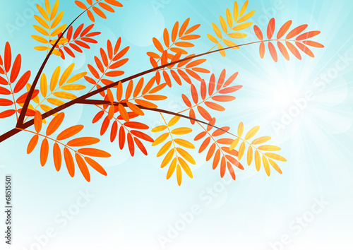 Autumn rowan branch on sunny background