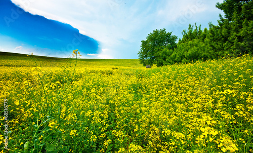 Yellow rape field