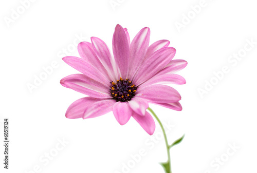 Osteospermum Daisy or Cape Daisy Flower Flower