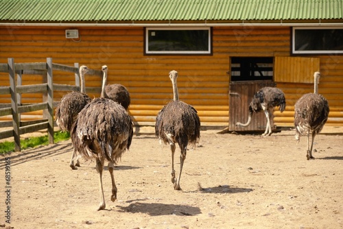 Group of ostriches on a farm in sunny day