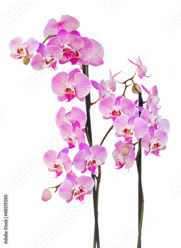 Fototapeta Naklejka Na Ścianę i Meble -  pink  orchid branch