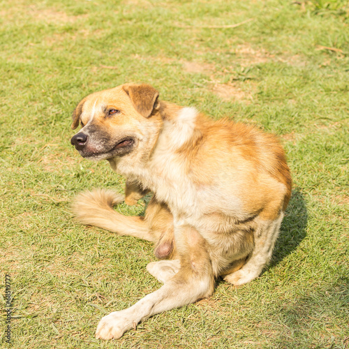 Dog scratching an itch.