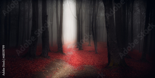 Dark trails in the forest during a foggy autumn day