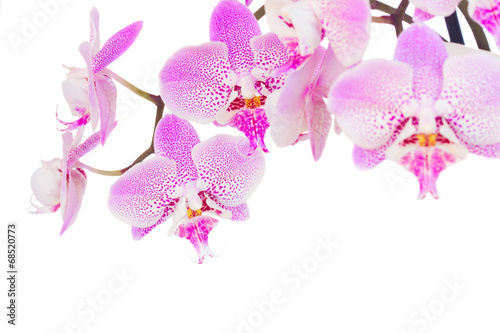 Fototapeta Naklejka Na Ścianę i Meble -  pink  orchid branch close up