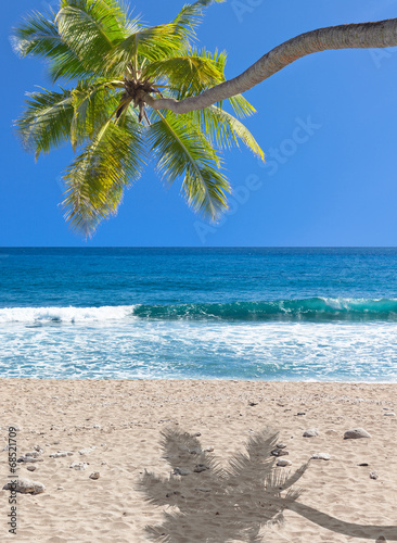 cocotier pench   sur plage