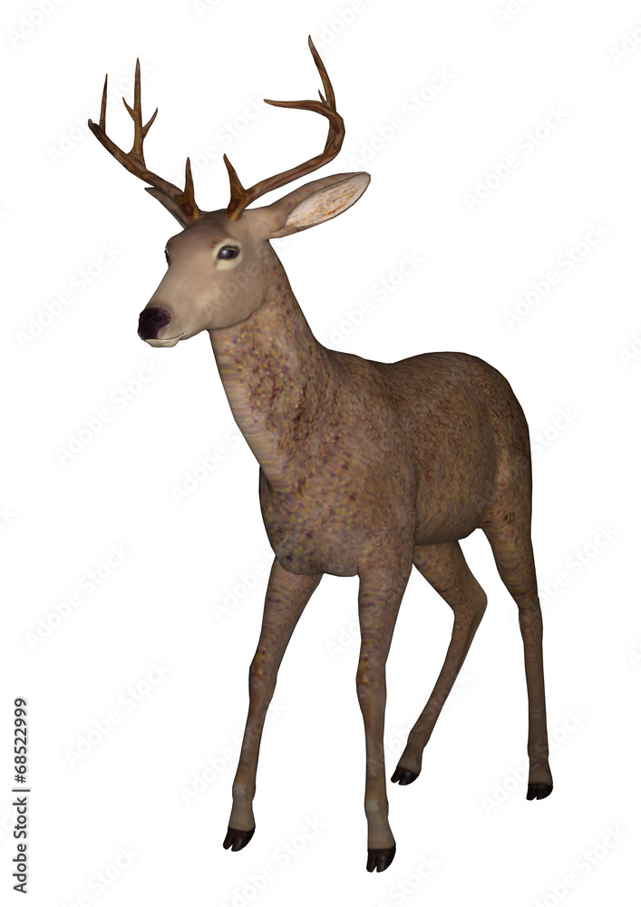 Fototapeta premium Buck