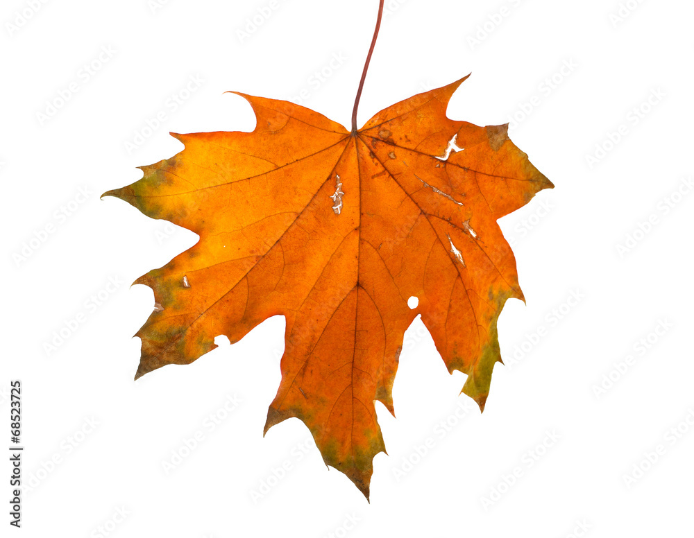 Naklejka premium Autumn maple branch with leaves isolated on a white background