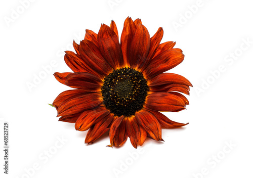  flower sunflower isolated