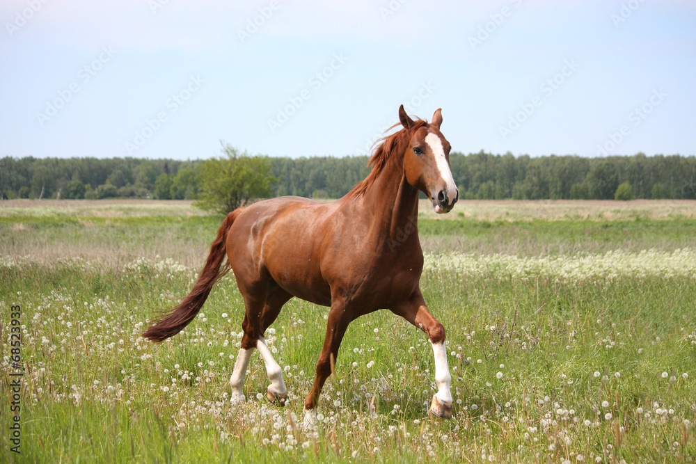 Chestnut horse trotting at the field