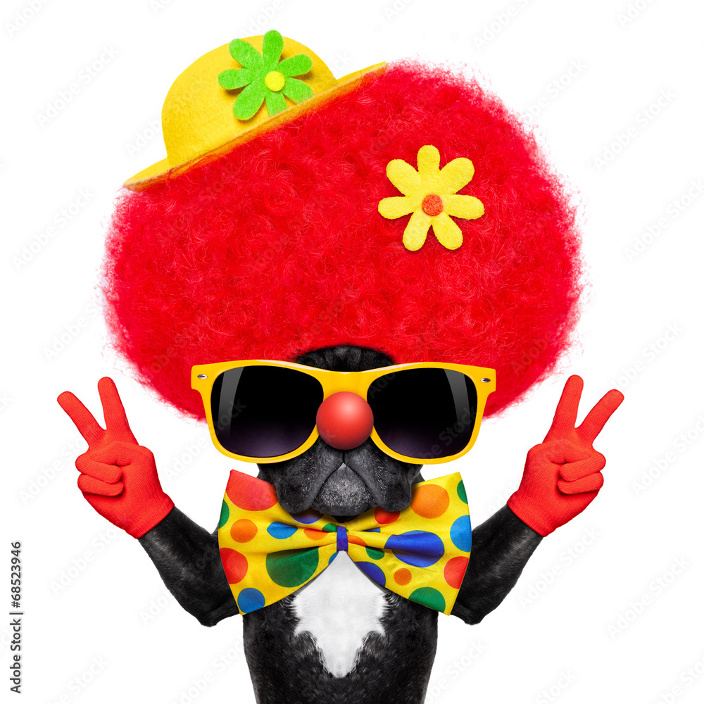 Fototapeta premium silly clown dog