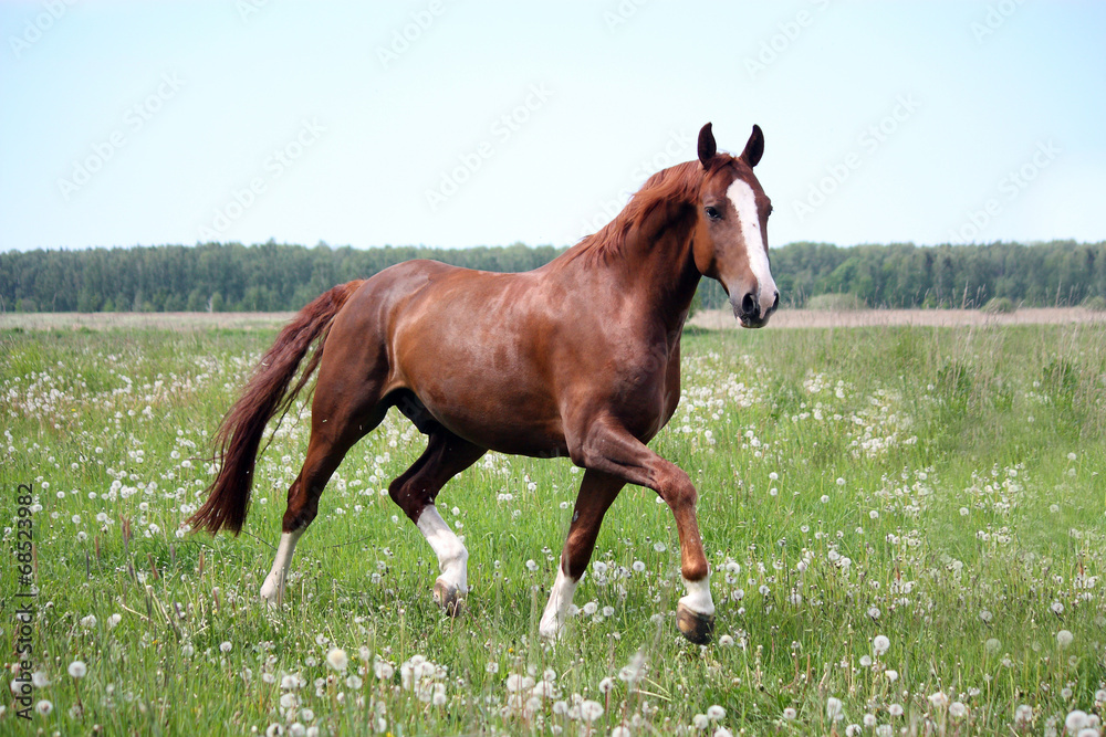 Obraz premium Chestnut horse trotting at the field