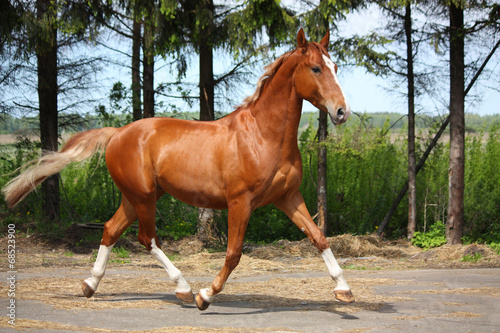 Chestnut horse trotting near the forest