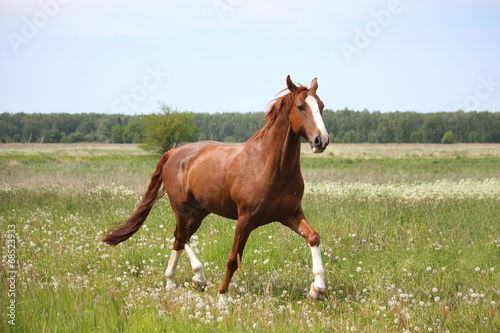 Chestnut horse trotting at the field © virgonira