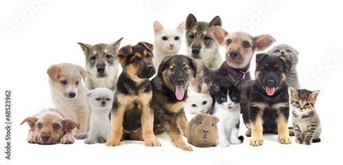 Fototapeta Naklejka Na Ścianę i Meble -  set of pets