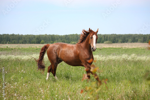 Chestnut horse galloping at the field