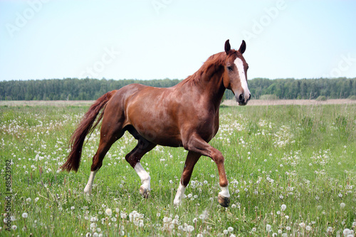Canvas Print Chestnut horse trotting at the field