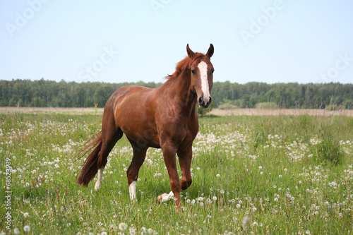 Chestnut horse trotting at the field © virgonira