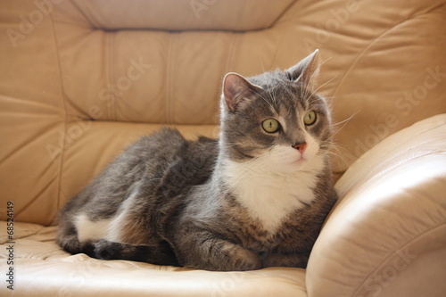 Wallpaper Mural Cute gray resting on the sofa Torontodigital.ca