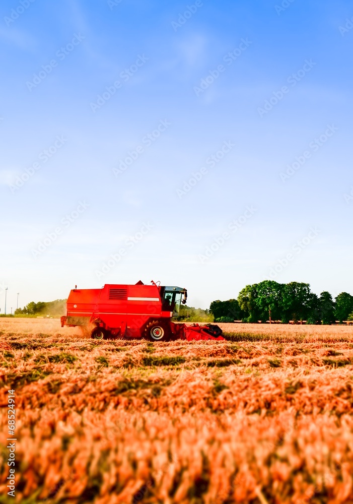 Obraz premium Getreideernte, Mähdrescher am Abend