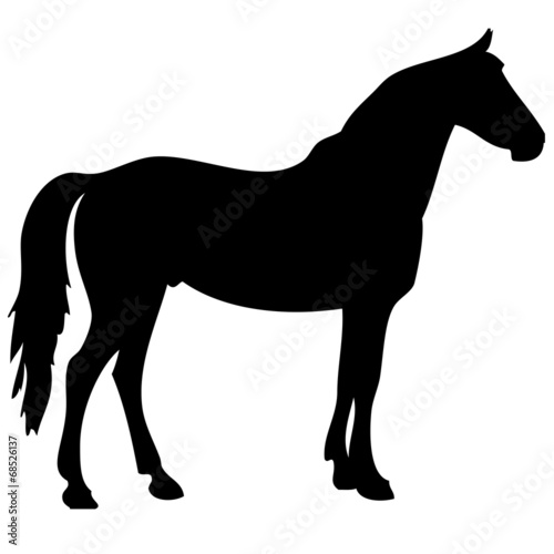 Fototapeta Naklejka Na Ścianę i Meble -  black horse silhouette 2
