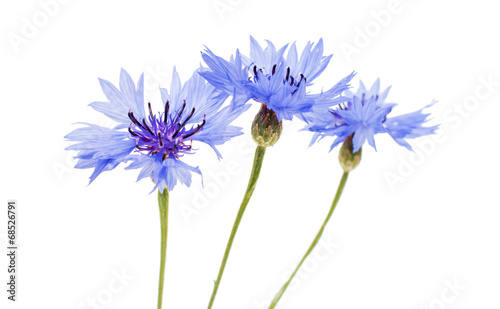 knapweed flower photo