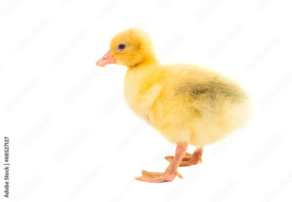 little gosling