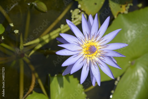 A blossom purple lotus  Thailand.