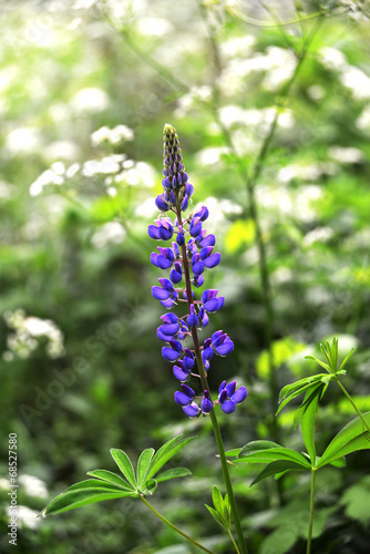 Wild delphinium