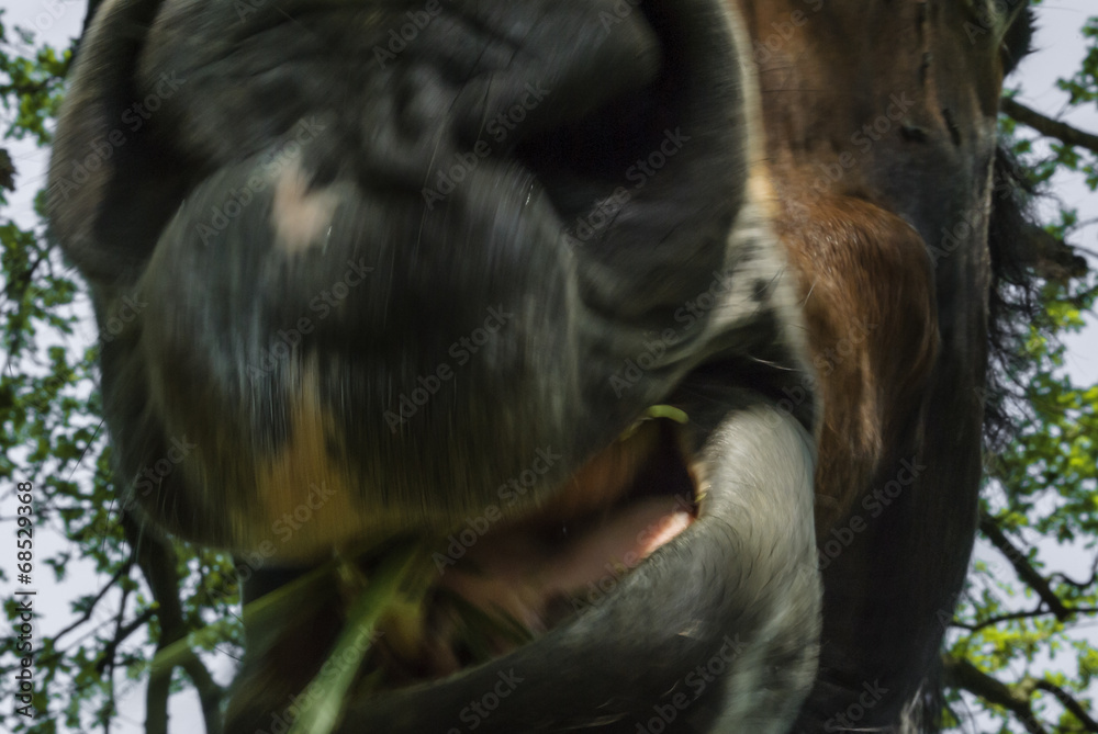 Obraz premium Chewing horse - blurry motion