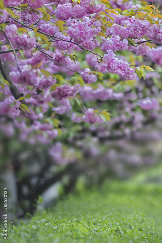 beautiful sakura garden