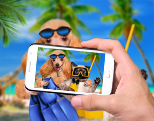 Hands taking photo dog with cat diver with smartphone