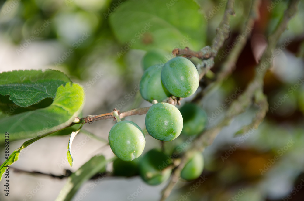 Green plums Green plums