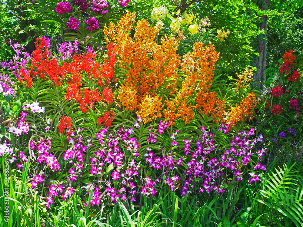 Obraz premium Orchid Garden