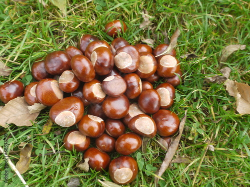 chestnut horse conker