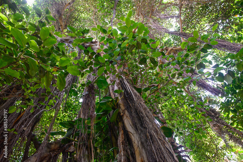 Fototapeta Naklejka Na Ścianę i Meble -  Tropical vegetation