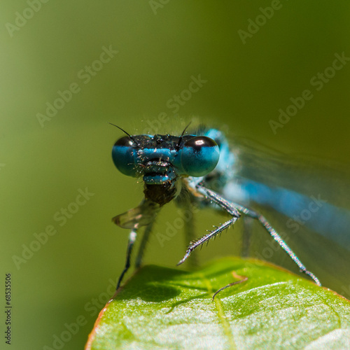 Big Eye Bug © bigemrg