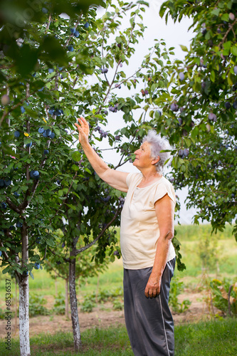 Retiree woman checks plums
