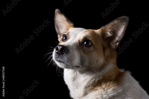 portrait of beautiful dog in studio with black background © catgrig