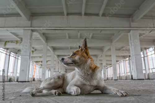 Quadro em tela portrait of stray dog
