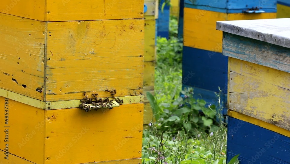 Honey bees infront of beehive Honey bees infront of beehive