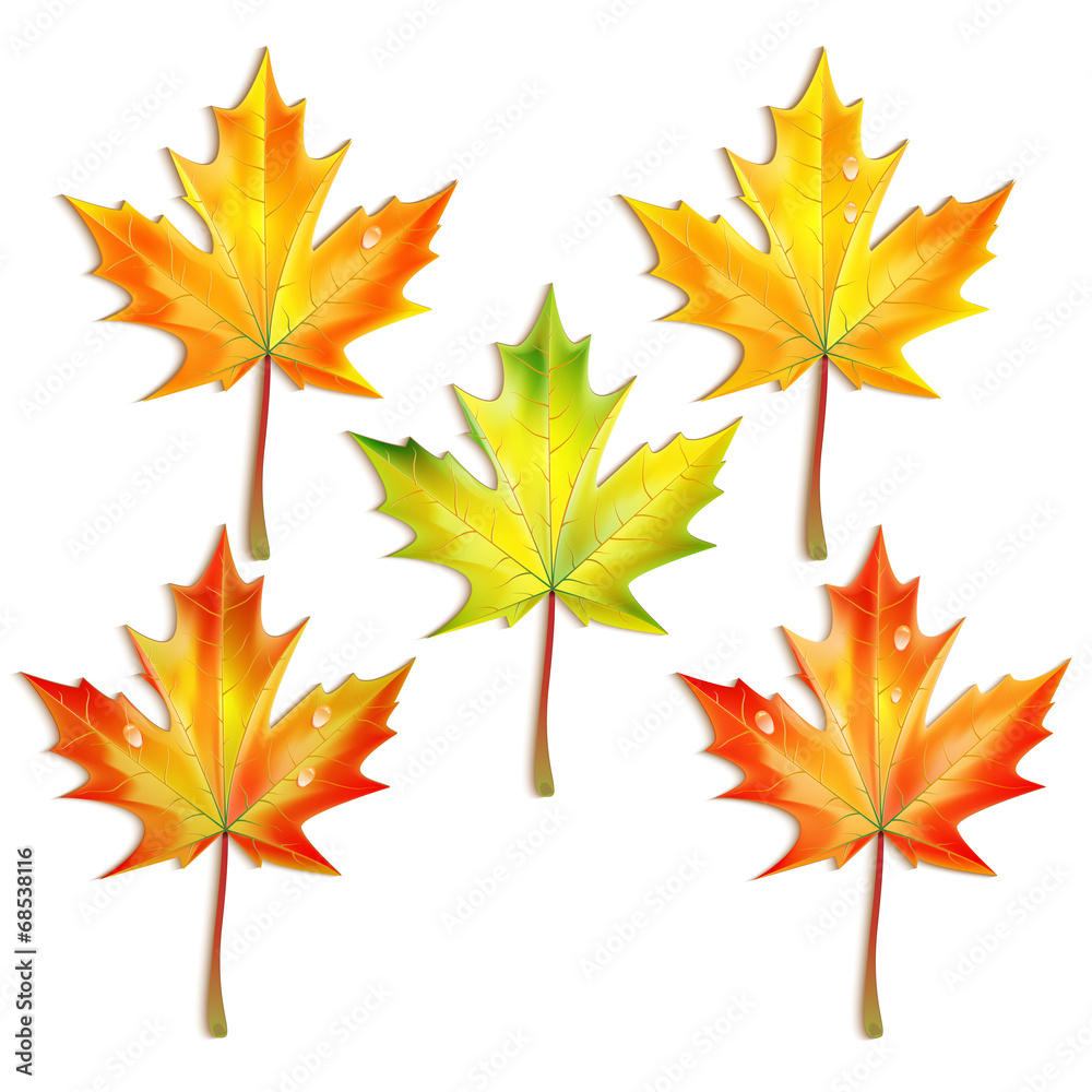 Set of autumn maple leaves isolated on white background Set of autumn maple leaves isolated on white background