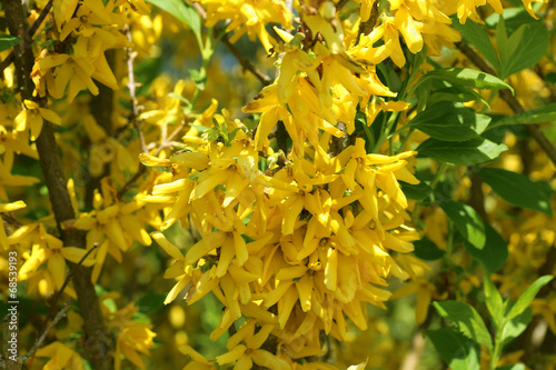 forsythia