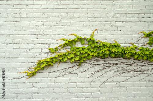 Green ivy