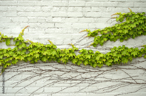 Green ivy wave