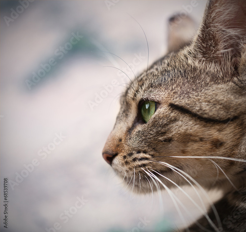 cat with green eyes